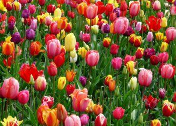 Non solo in Olanda: dove vedere i tulipani nel Mediterraneo