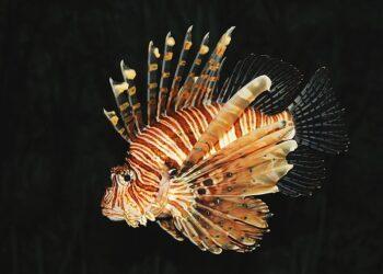 Mediterraneo invaso: dal granchio blu alla formica di fuoco