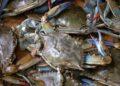 blue-crab