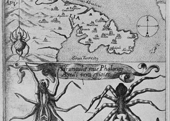 Tra danza e trance: il tarantismo