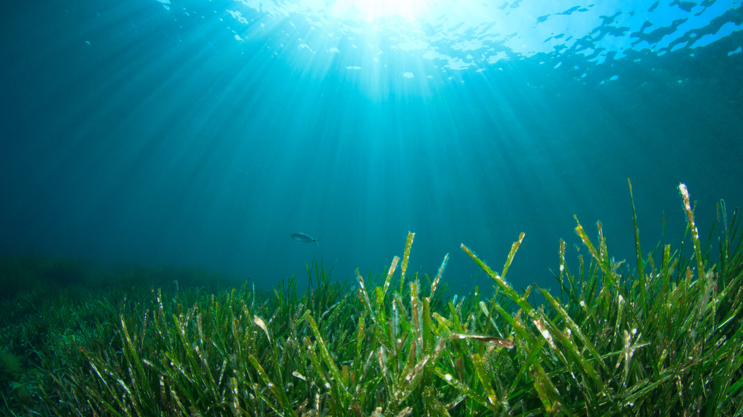 Posidonia, polmone del Mar Mediterraneo.