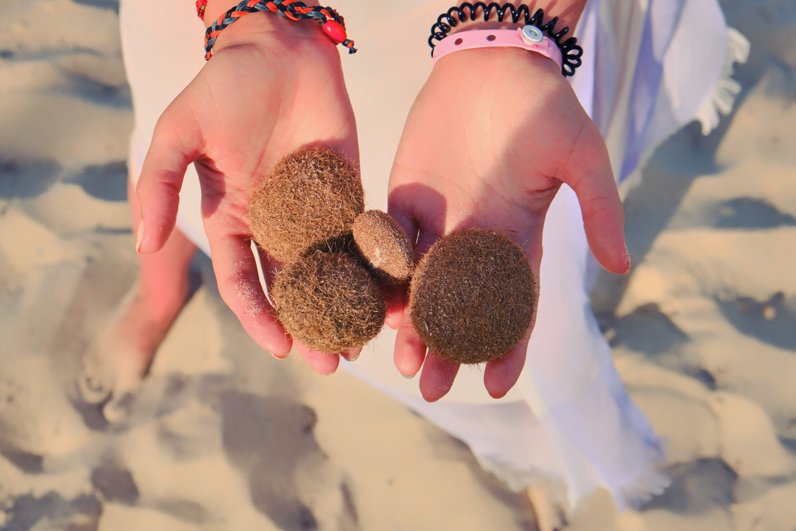 Posidonia, polmone del Mar Mediterraneo.