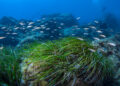 Posidonia, polmone del Mar Mediterraneo.