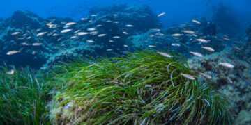 Posidonia, polmone del Mar Mediterraneo.