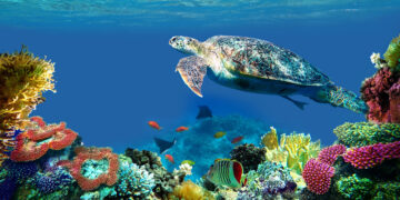 Tartaruga marina Caretta caretta in immersione in acque trasparenti del Mediterraneo